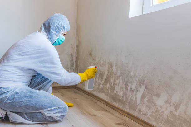 Crawl Space Mold Removal in Celebration, FL