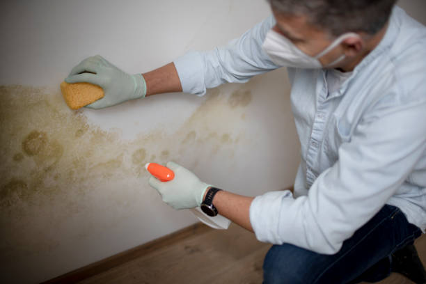 Best Mold Inspection  in Celebration, FL