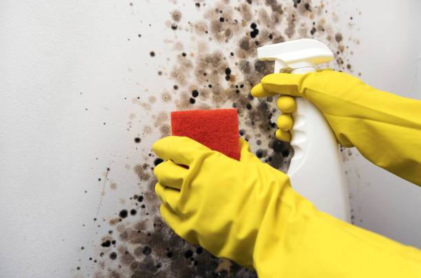 Best Mold Damage Repair  in Celebration, FL