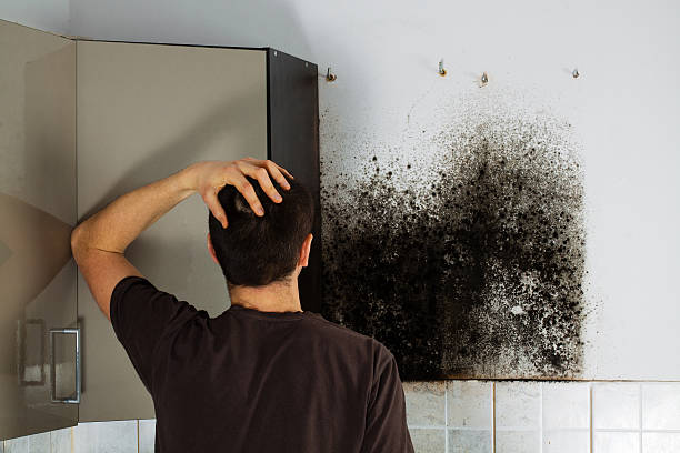 Best Attic Mold Removal  in Celebration, FL